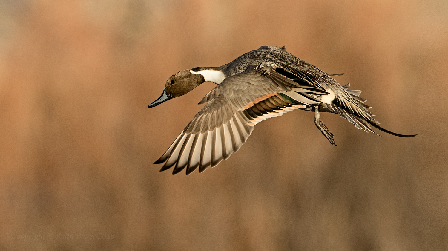 Northern Pintail
