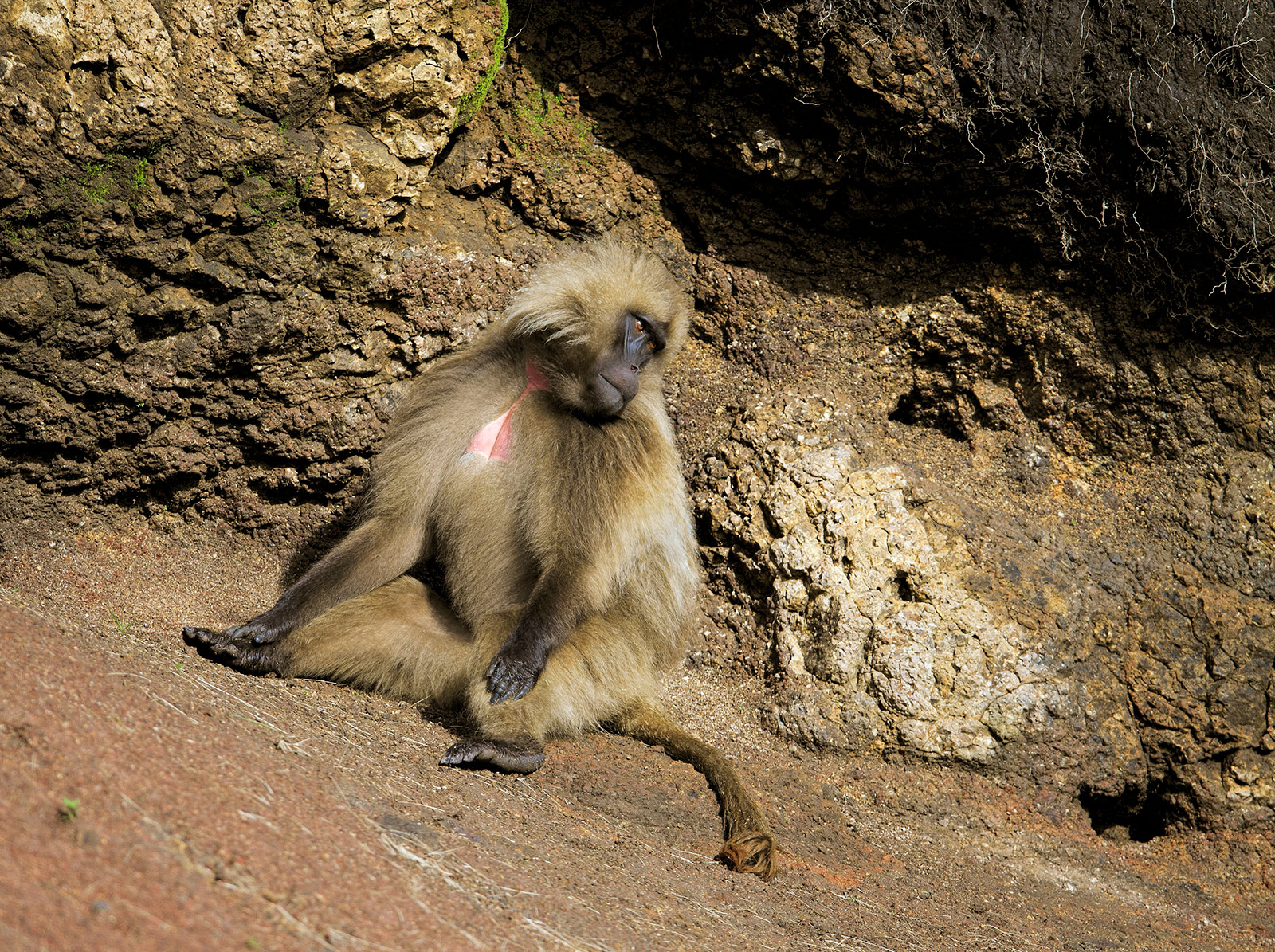 Gelada Baboon