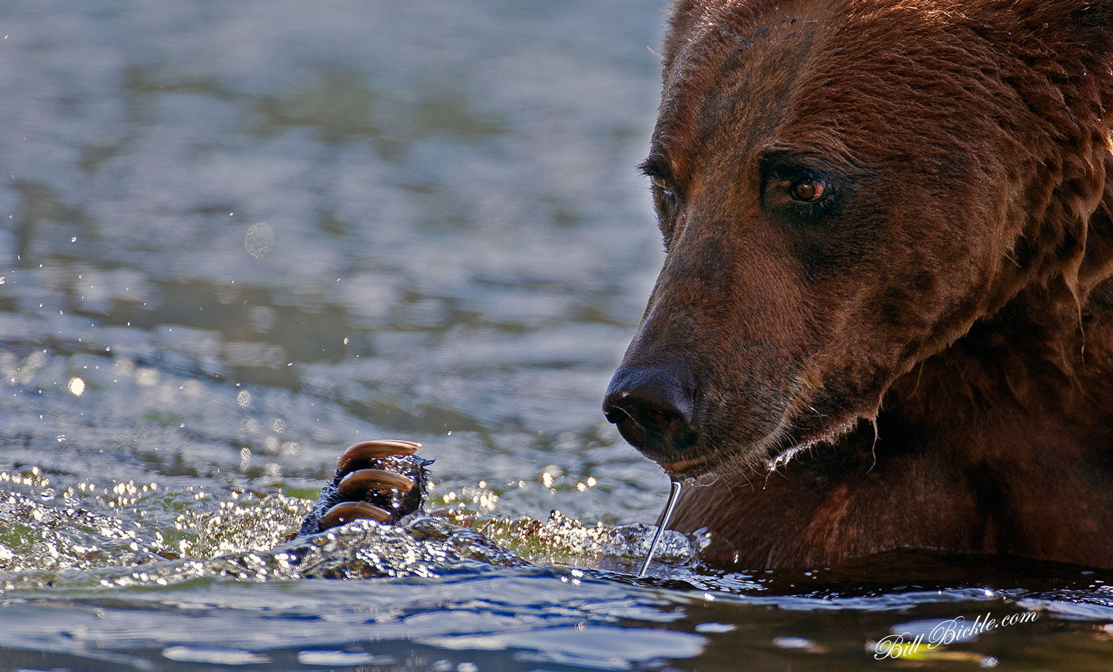 Close Encounter,Portrait