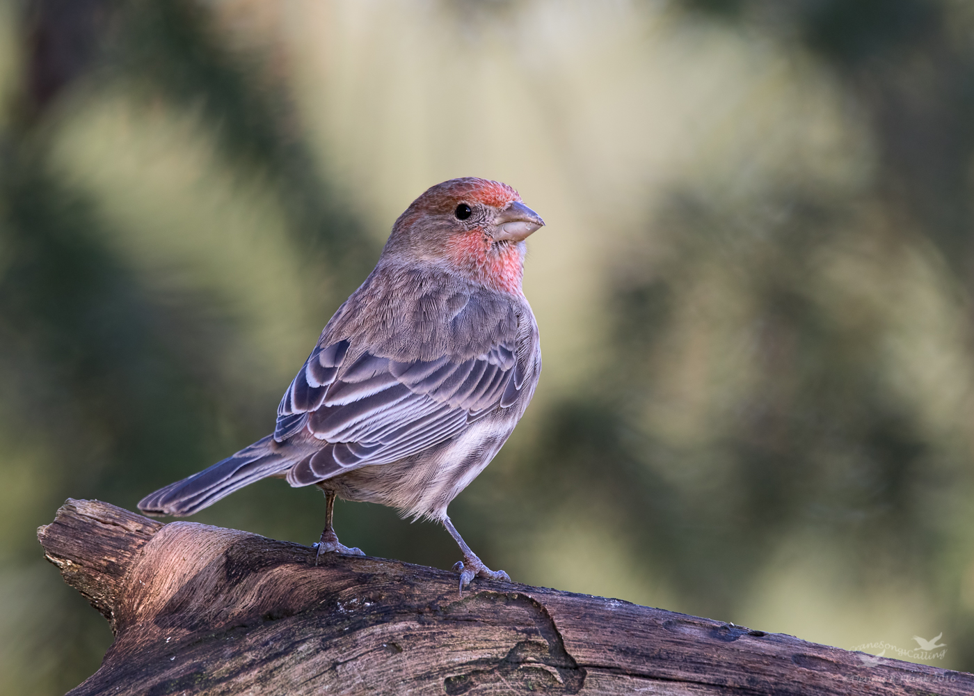 House Finch II