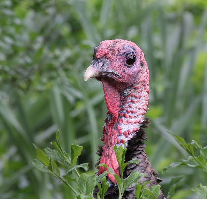 Wild Turkey Portrait