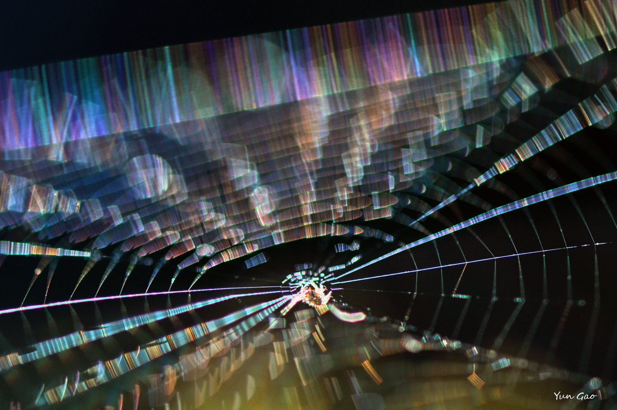 Dazzling web