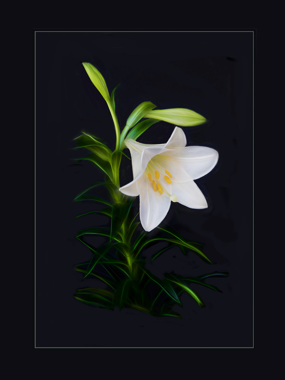 Lilly Illusion
