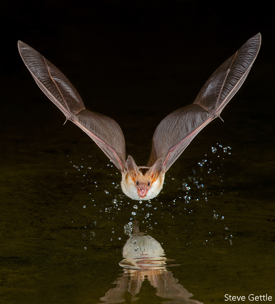 Drinking Pallid Bat