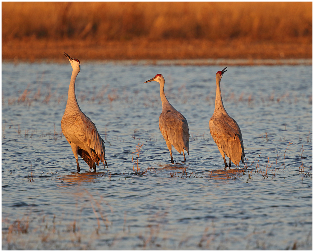 Trumpeting Sandhills