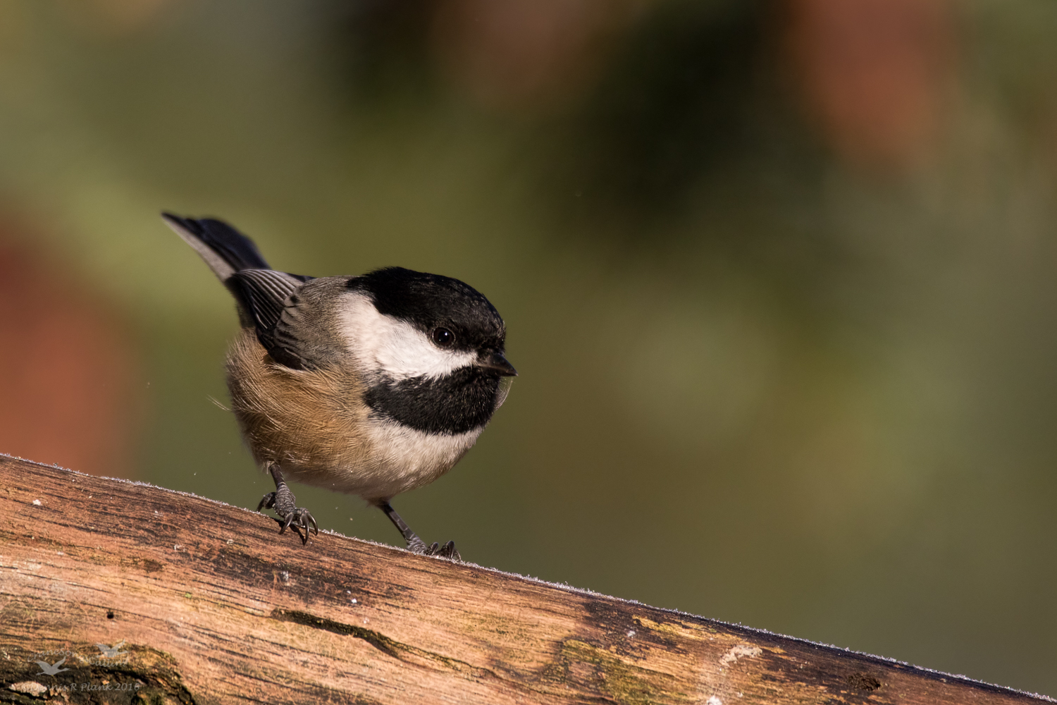 Black-capped Chickadee