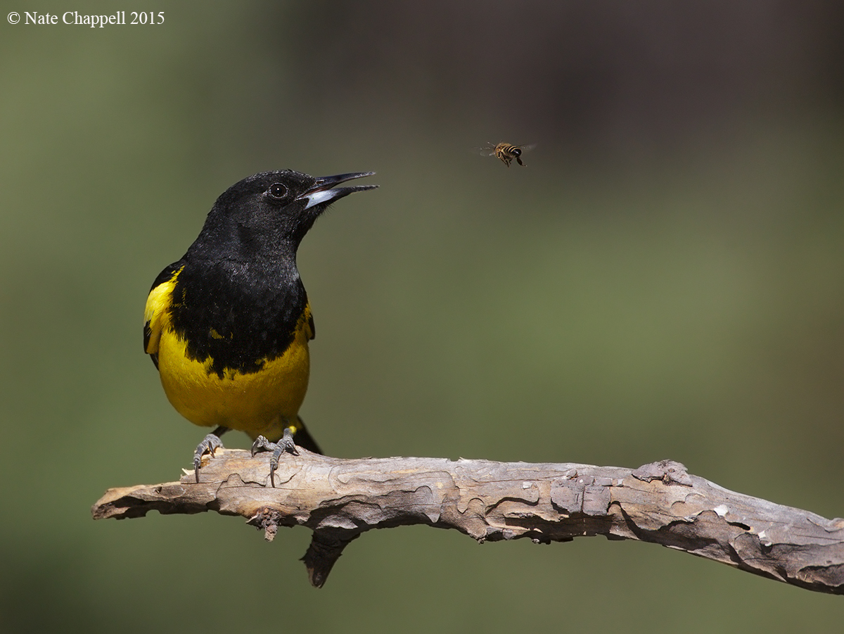 Scott's Oriole and Bee