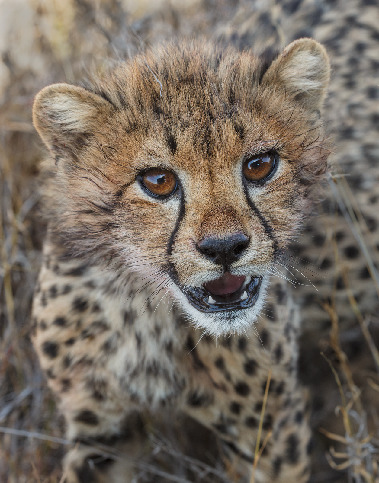 Cheetah Cub