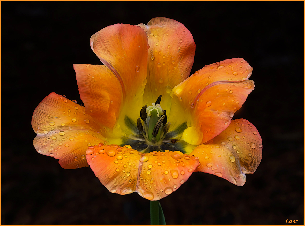 Tulip 