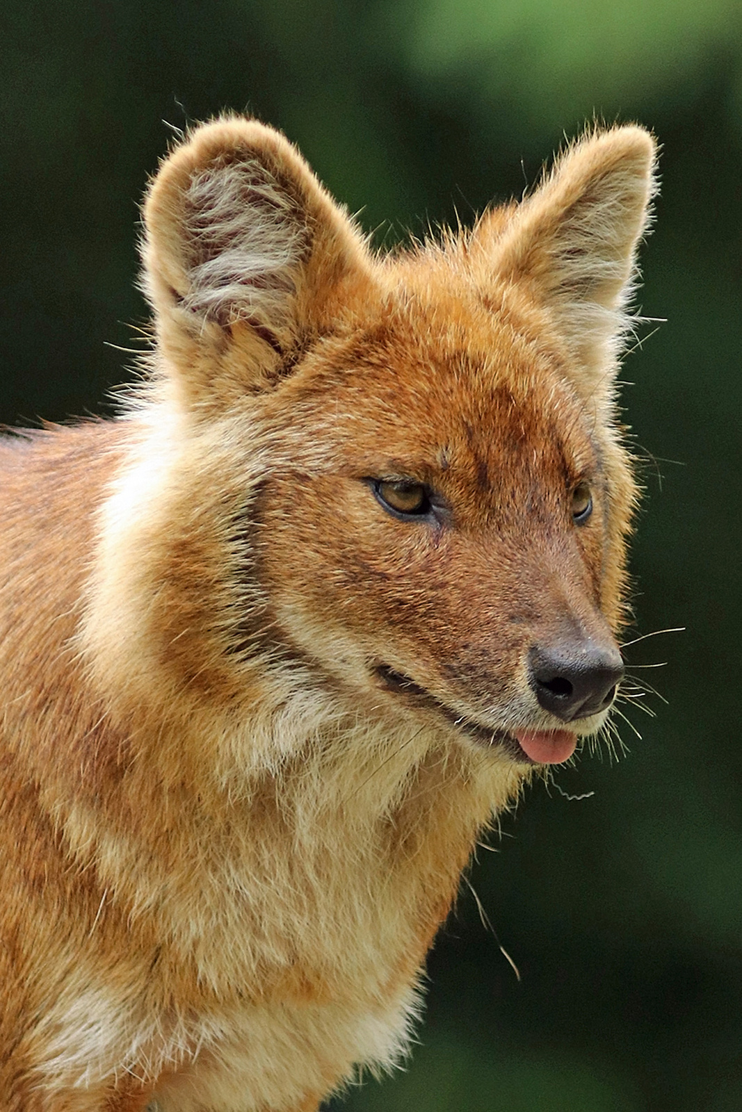 Dhole, Asian wild dog