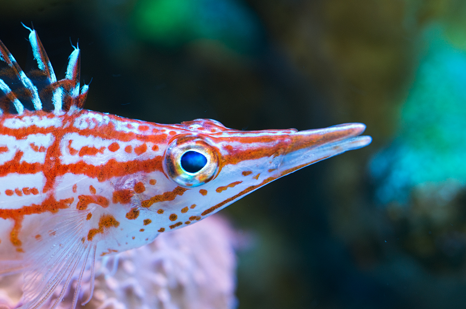 Snooty the Hawkfish