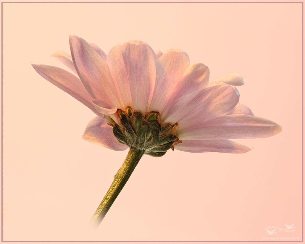 Crysanthemum III