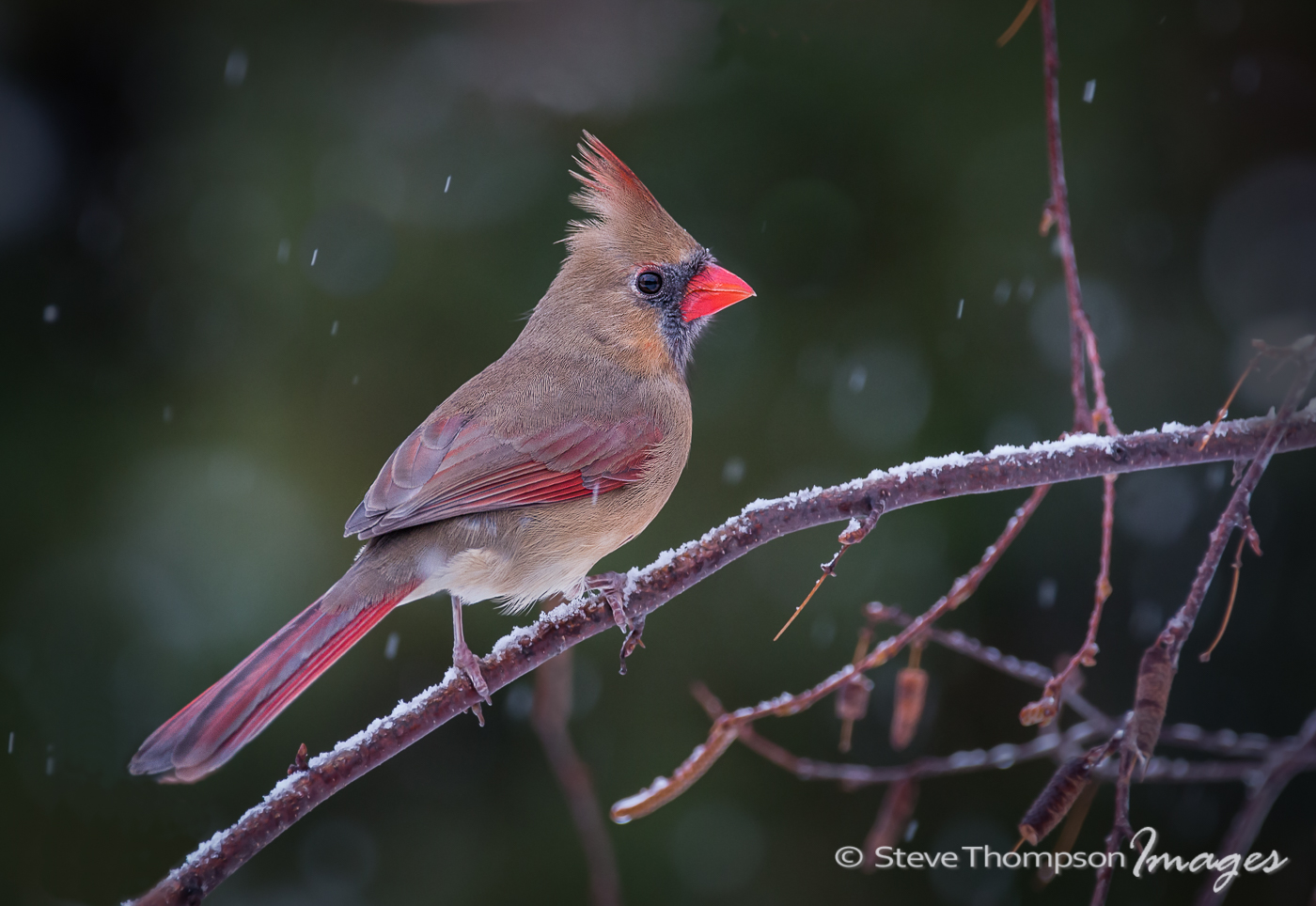 Female Cardinal