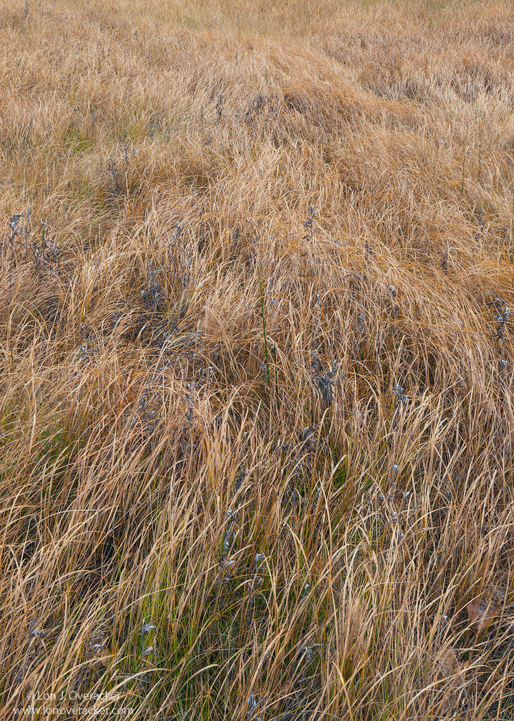 Amber Waves of Grain