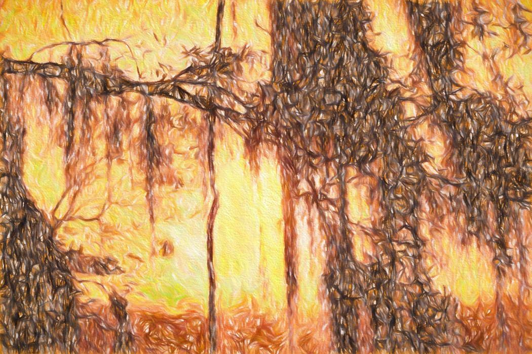 Sunrise through Moss