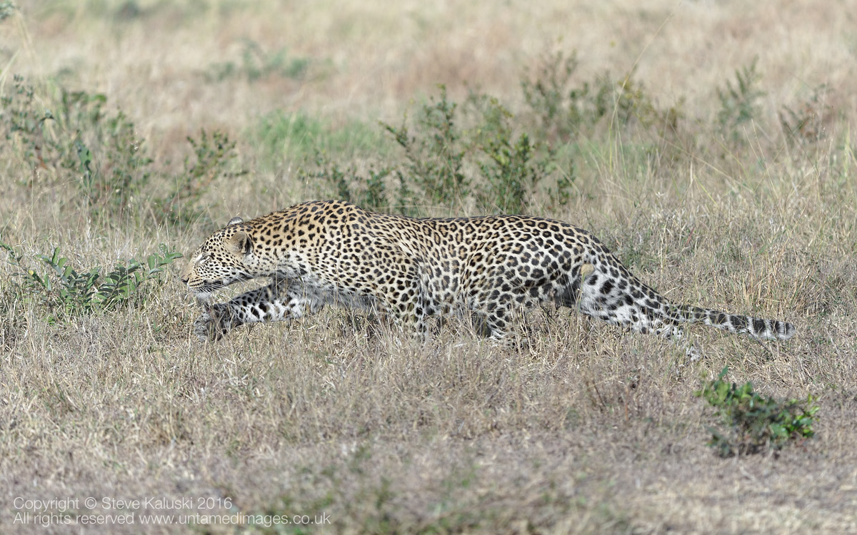 Stalking Leopard