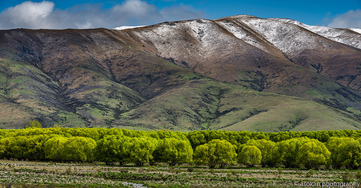 Sunlit cotton wood trees