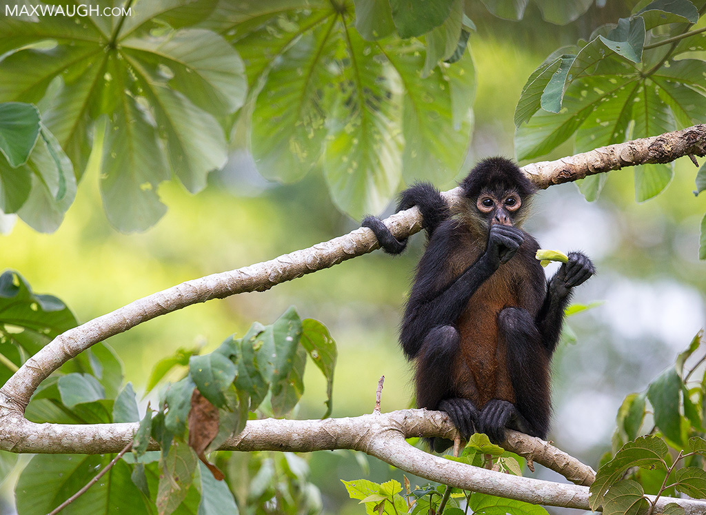 Geoffroy's Spider Monkey