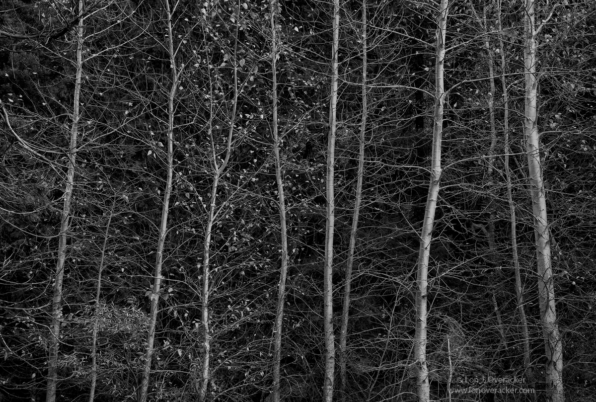 Silvery Forest