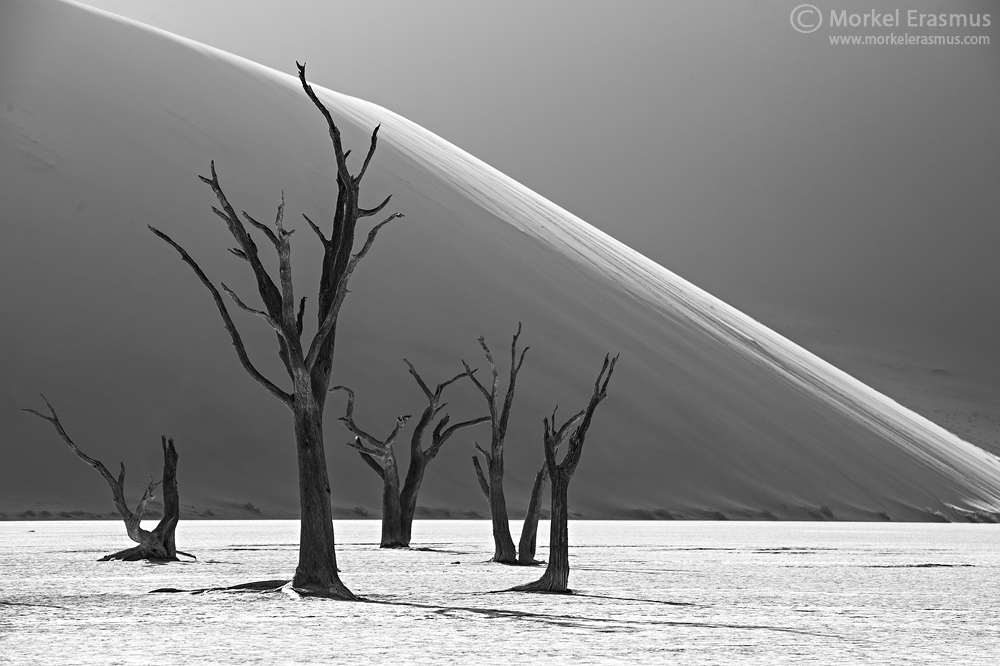 Vlei of the Dead