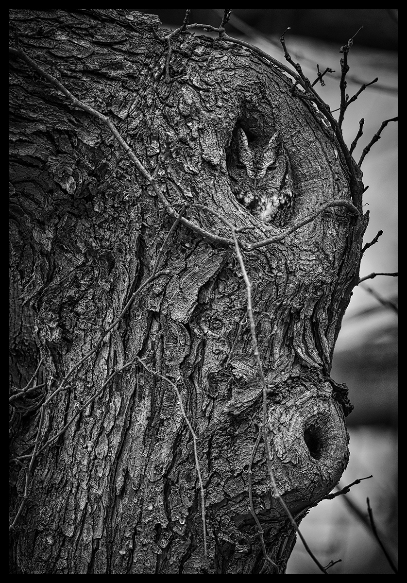 Eastern screech owl