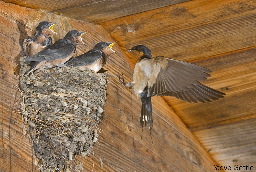Three Hungry Mouths