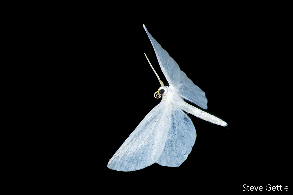 On the Wing