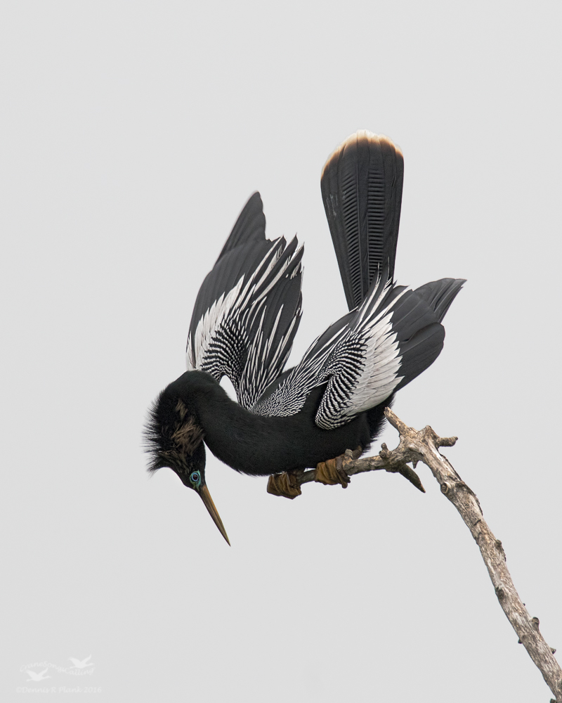 2nd Chance Anhinga Displ