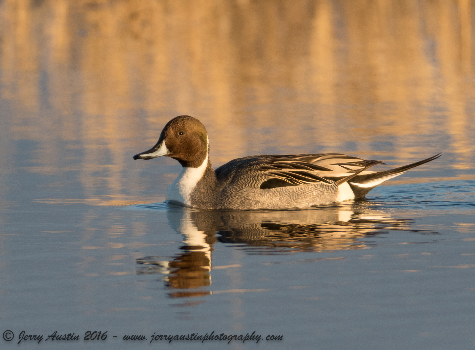 Bosque Pintail 2