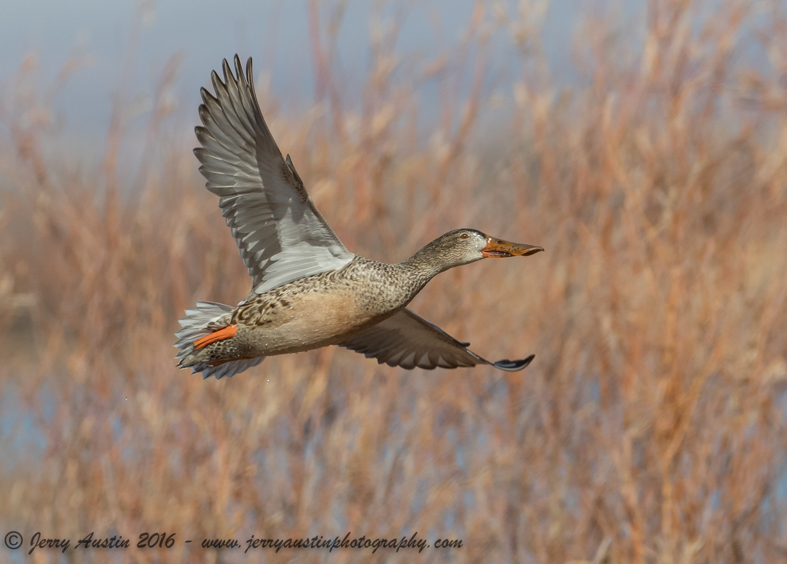 Bosque Shoveler