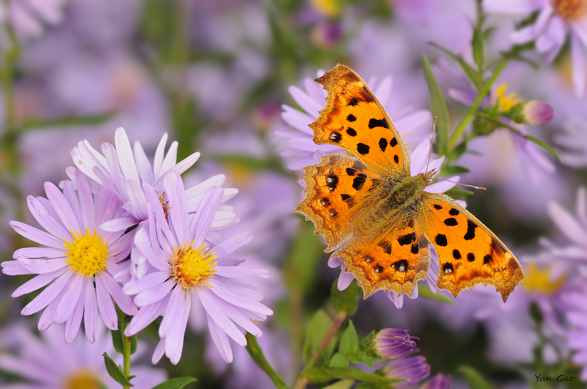 Comma