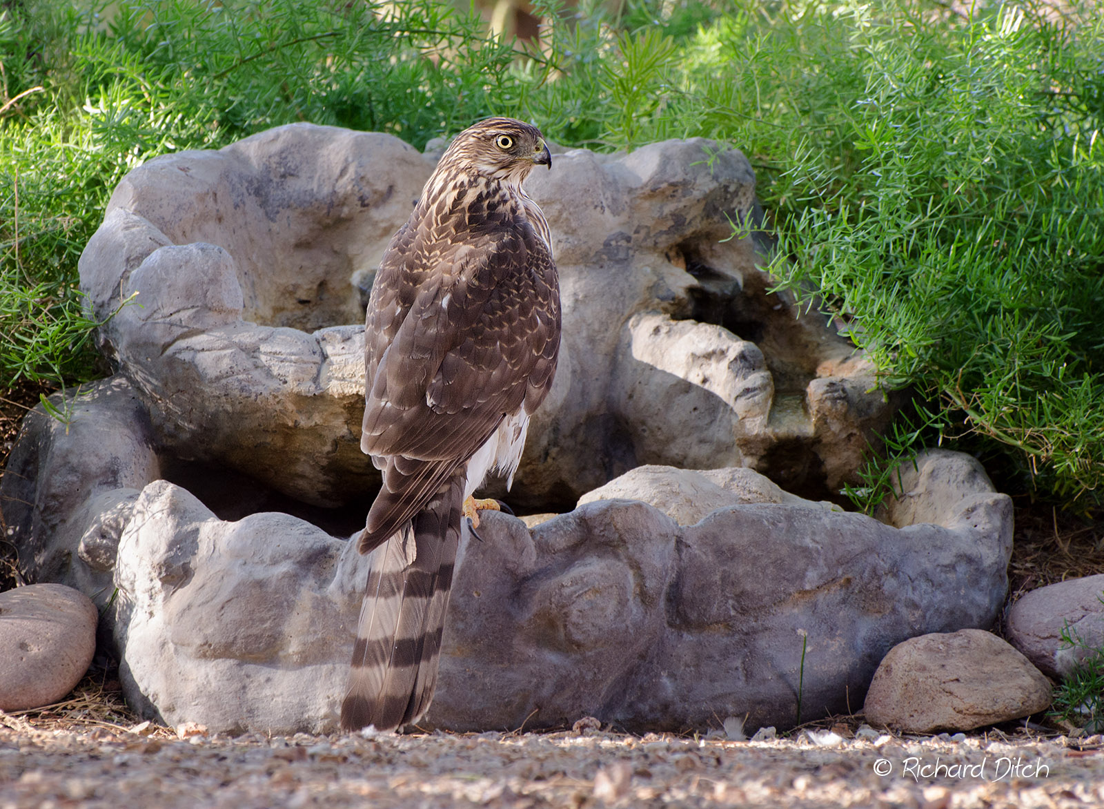 Cooper’s Hawk