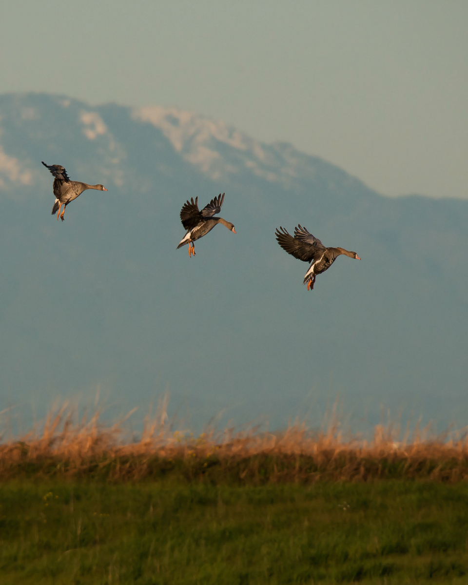 White-fronted geese