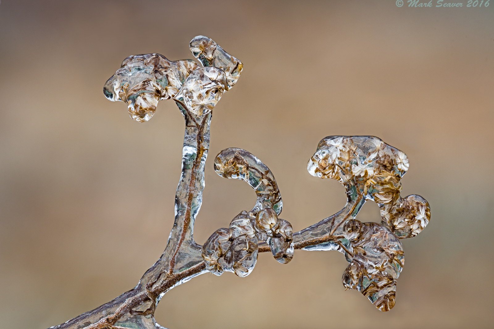 Iced Goldenrod