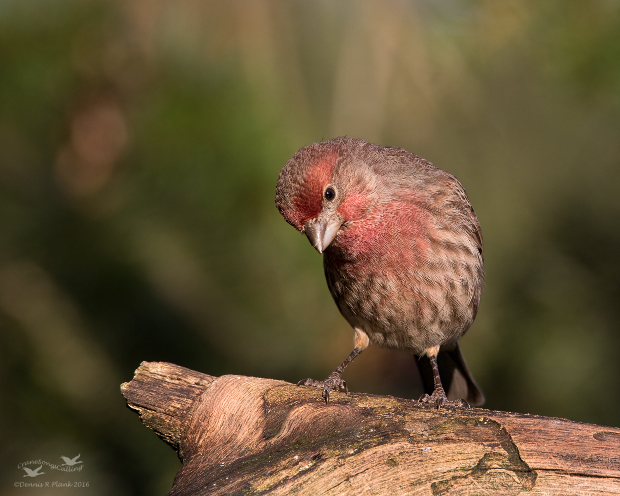 House Finch