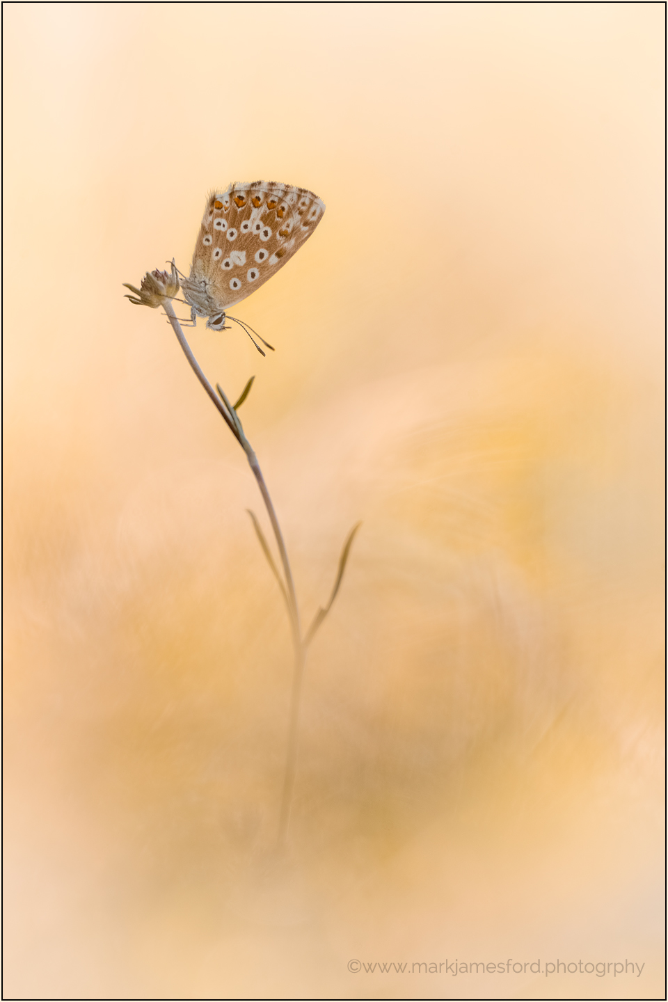 A Dream Of Summer