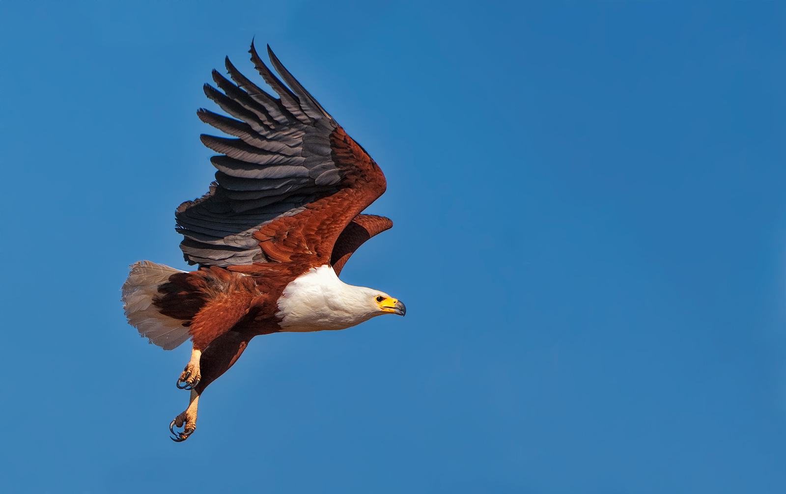 Fish Eagle