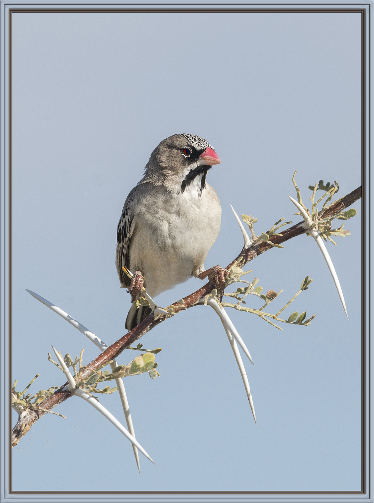 Scaly-feathered Finch 
