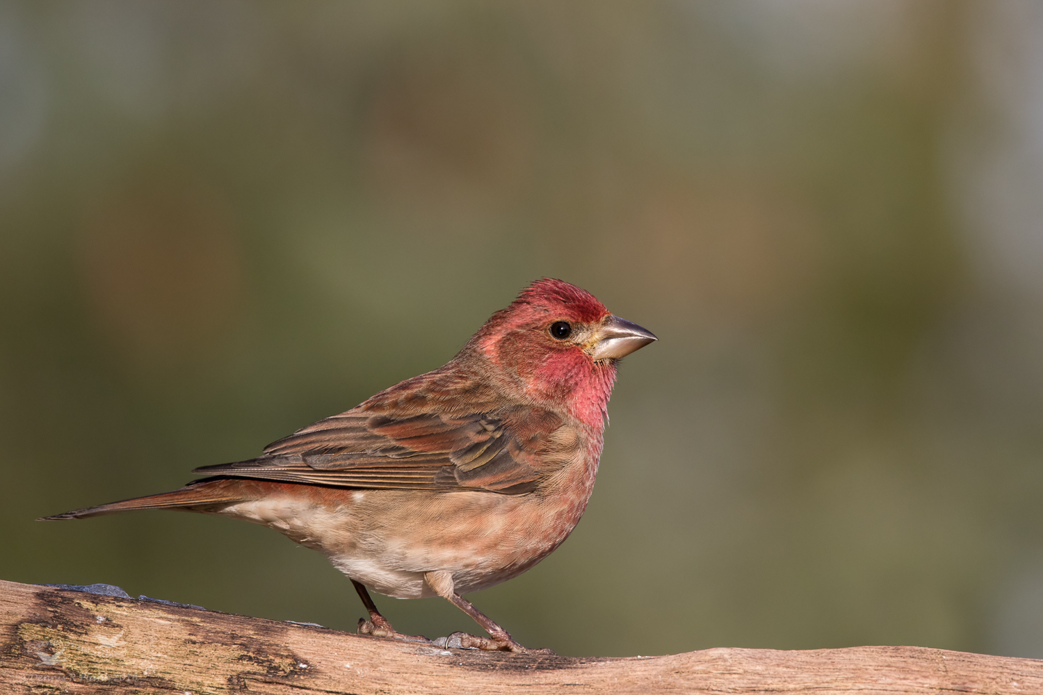 Purple Finch