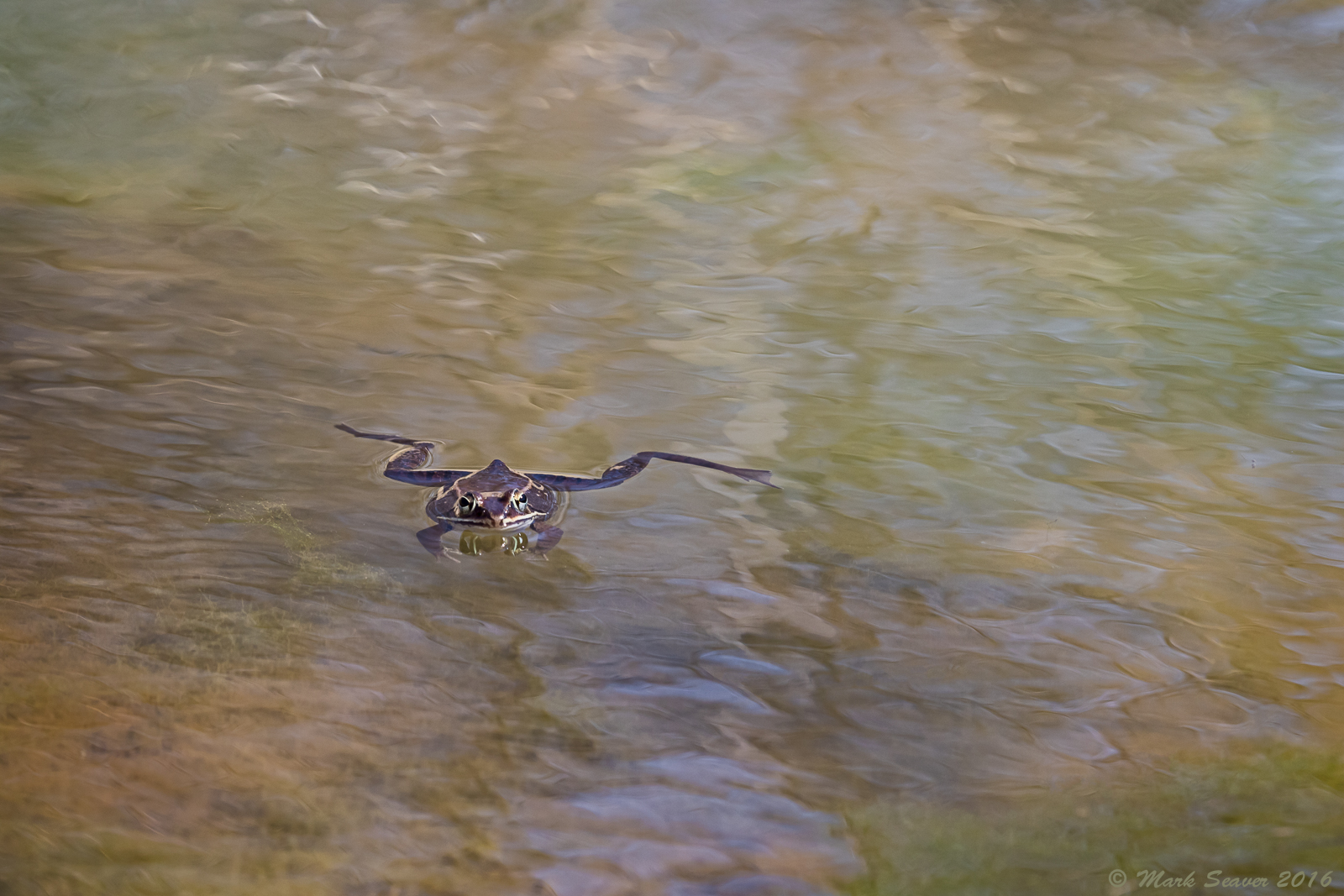 Wood Frog Courtship