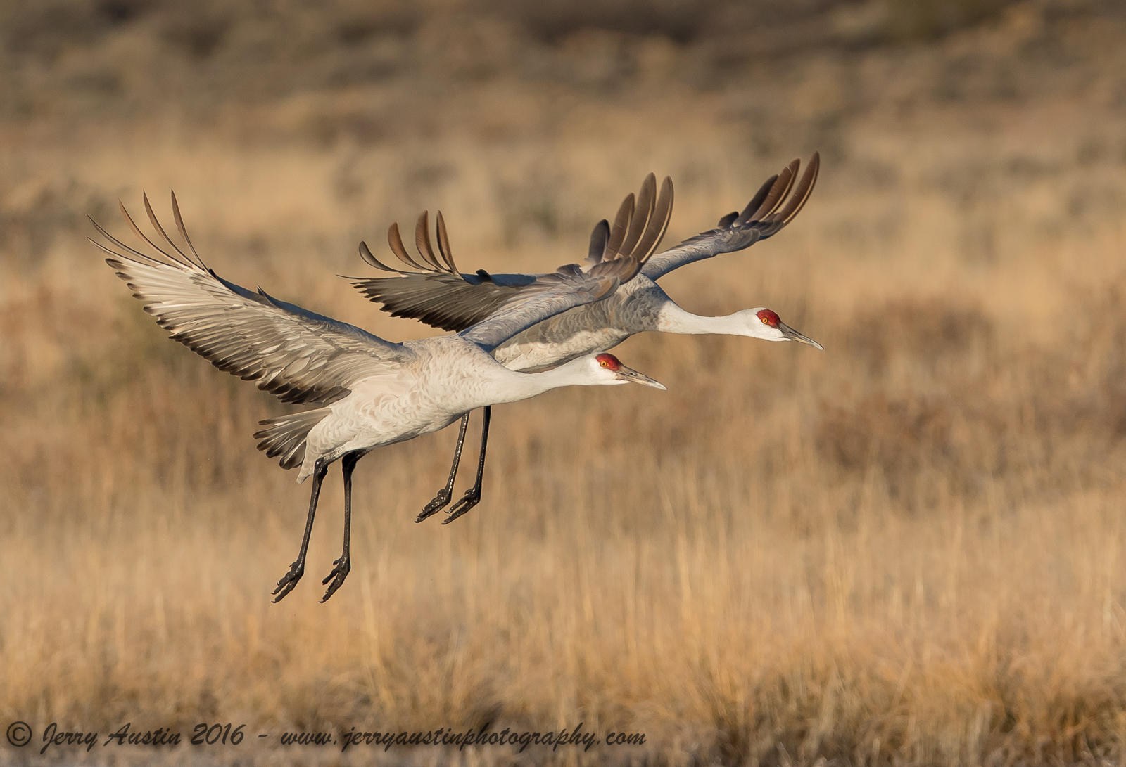 Bosque Crane Duo