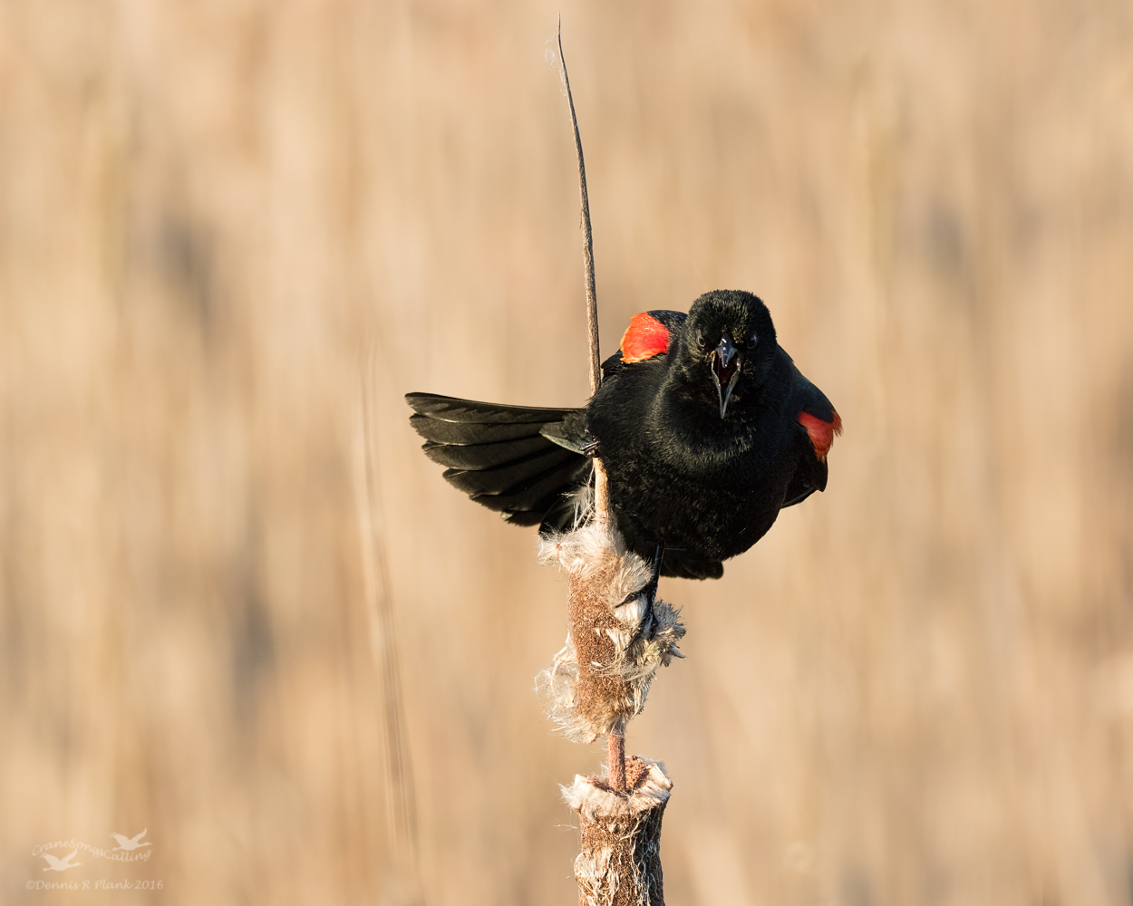 Red-Winged Blackbird