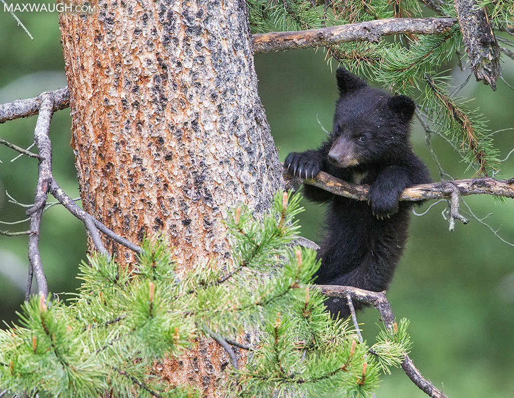 Cub in a Tree