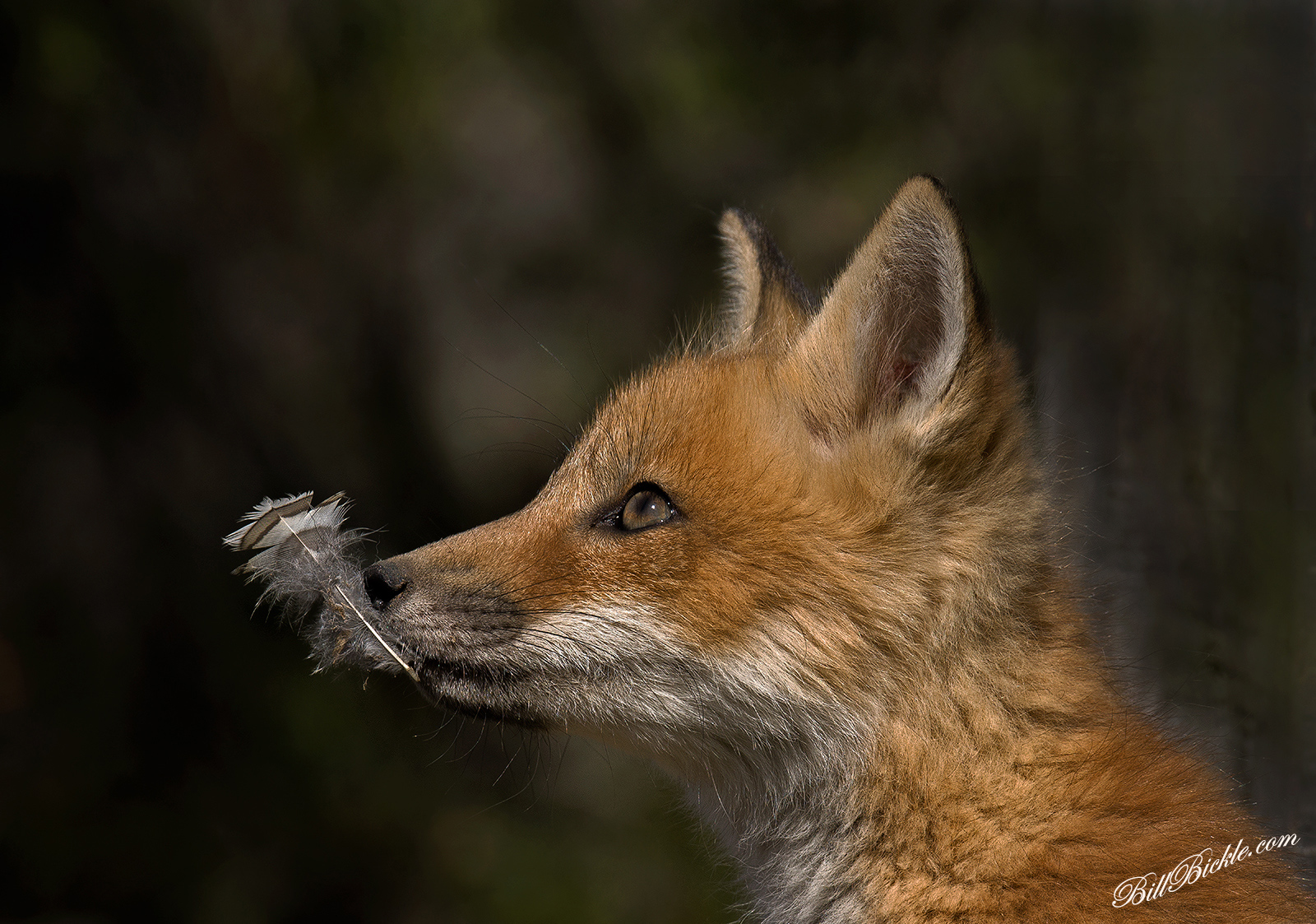 Red Fox Kit with Feather
