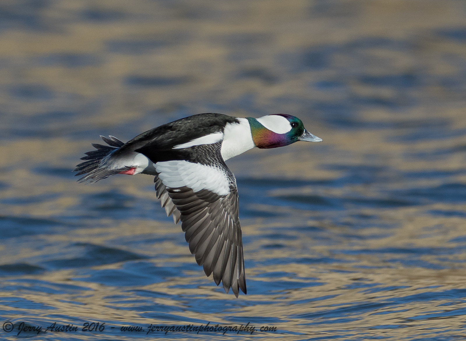 Texas Bufflehead