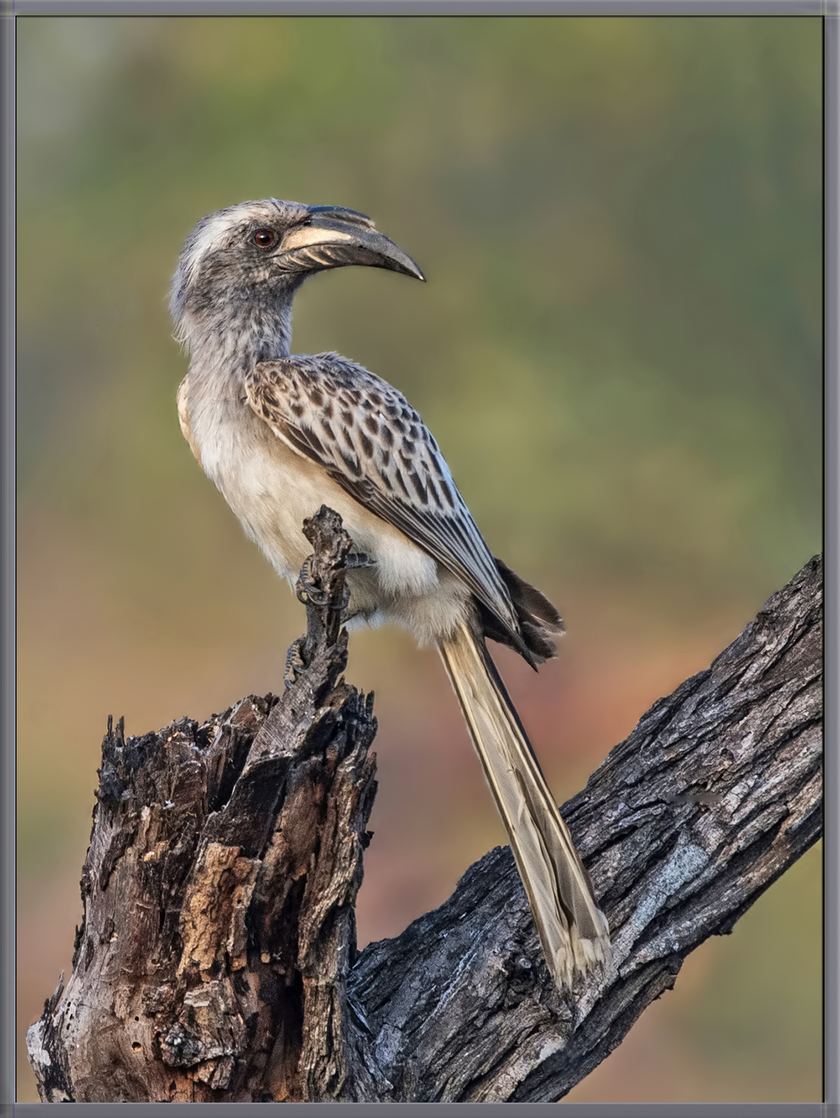 Hornbill
