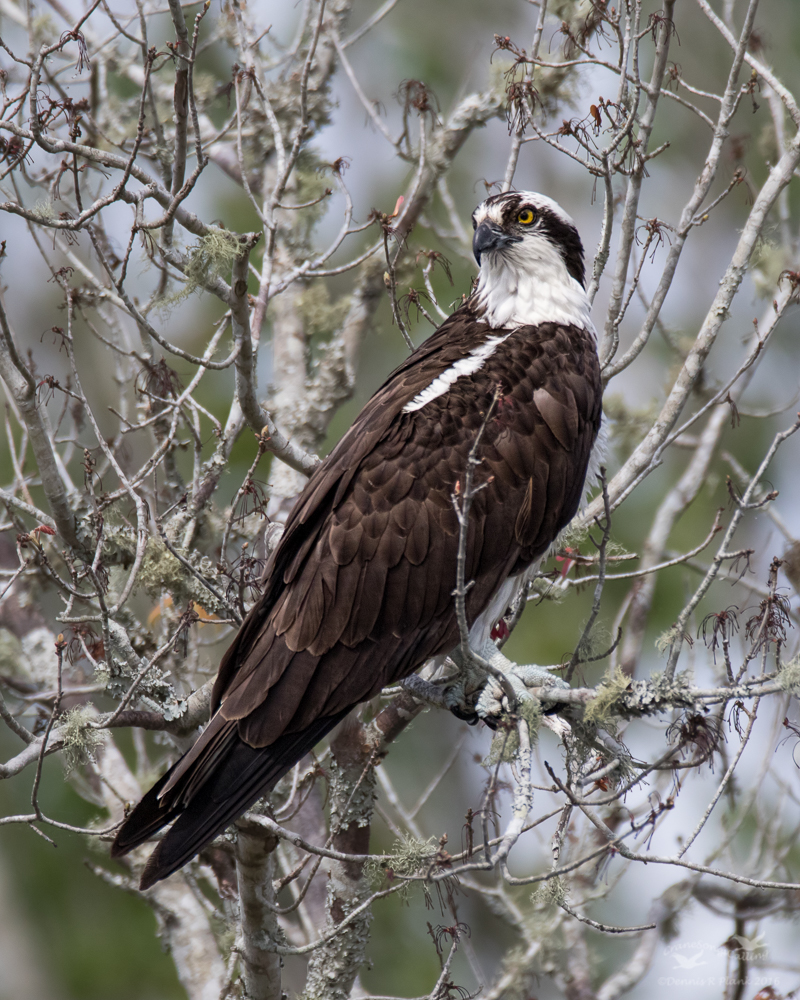 Osprey