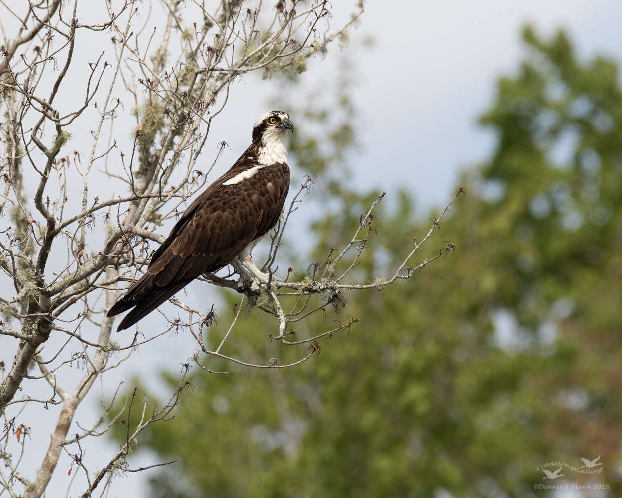 Florida Osprey