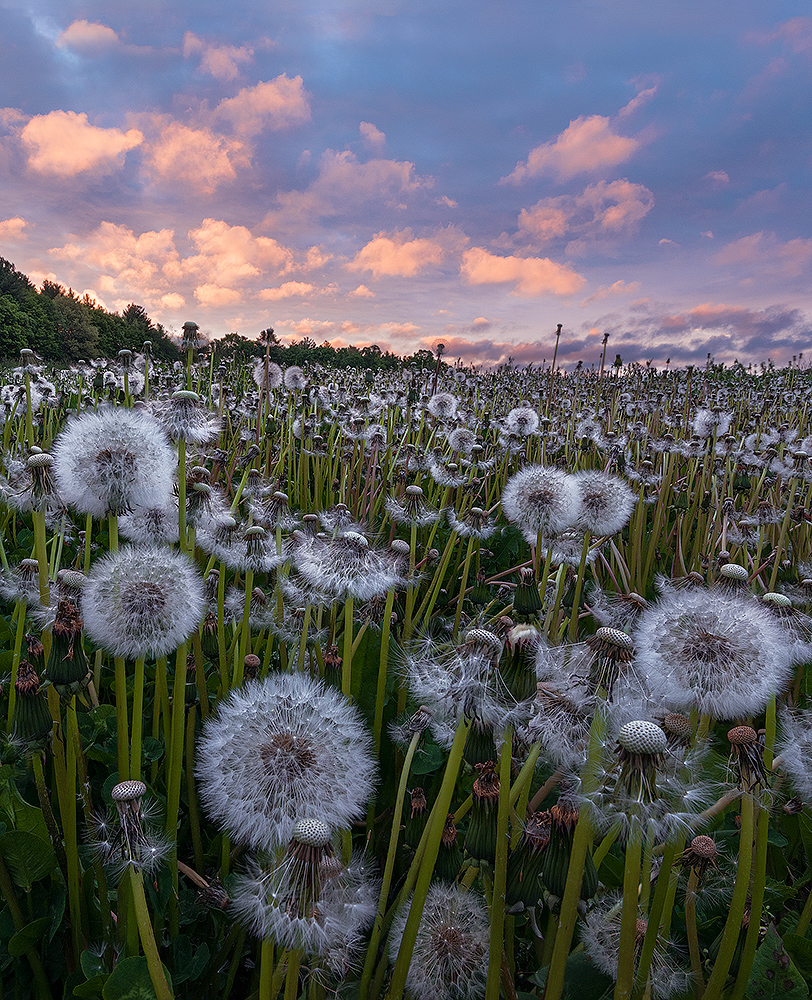 Snow in Summer