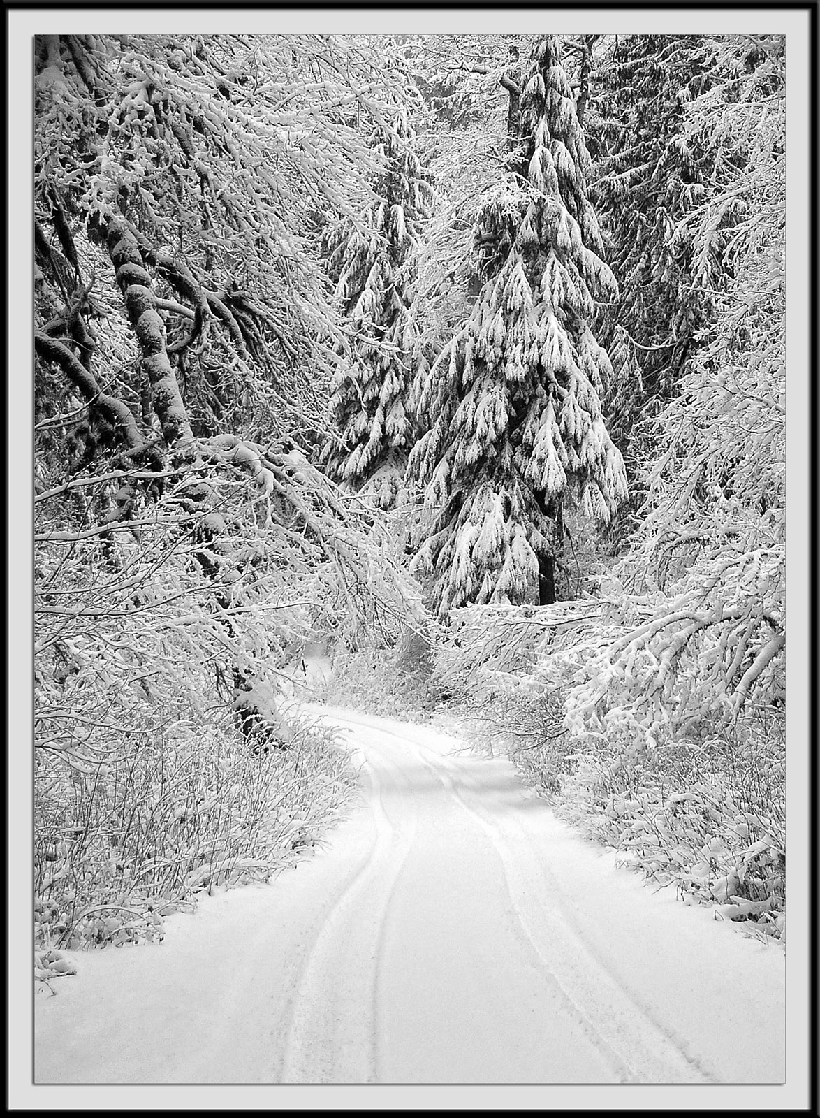 Snowy Lane